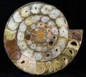 Cut & Polished Perisphinctes Ammonite - Madagascar #31818-2